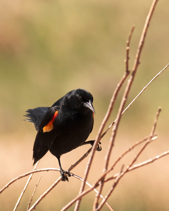 Red-winged blackbird on a branch near Ute Valley Park