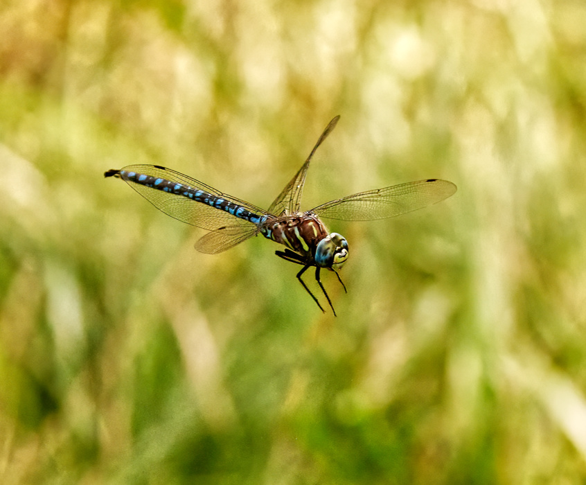 Dragonfly in flight