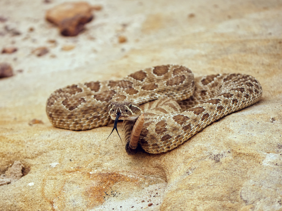 Rattlesnake sticking out its tongue at me